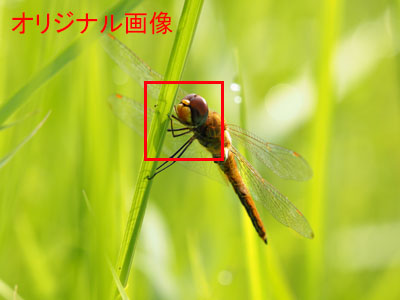 切り抜き前のオリジナル写真